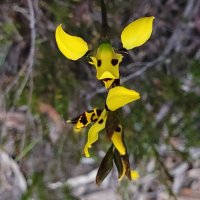 Would you like to dance